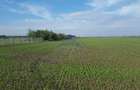 Vanzare teren 24.000 mp, la padure, Dascalu - Runcu