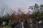 ILFOV - SE VINDE CASA IN ISLAZ / COM. BRANESTI - 39