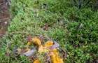 Eco Retreat Land in Apuseni Romania - Poiana Horea - 16