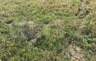Teren intravilan de vanzare, 735 mp, front 18 ml, Dumbravita! - 1