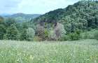 Teren intravilan de vanzare in Telega - 7