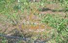 Teren intravilan cu PLANTATIE DE GOJII de vanzare in Racari - 5