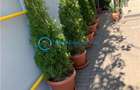 Royal Imobiliare - inchirieri birouri zona Ultracentrala - 16