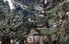 Vilă interbelică și teren 684 mp zona Viilor/Parcul Carol - 14