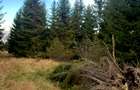Vanzare 5,3 ha păsune deasupra Voronețului Suceava - Proiect Turistic - 10