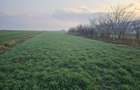 TEREN INTRAVILAN 5.000 MP