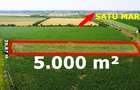 Teren extravilan - 5.000 m² in Botiz | 3 km de Satu Mare - 5