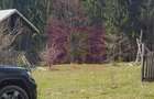 Teren intravilan 2500 mp in Valea Doftanei - 6