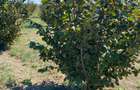 Vanzare plantatie pomicola ALUN pe rod 10,8 HA, hala productie, utilaje - 3