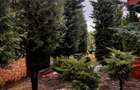 Baneasa, Sisesti, vanzare vila S+P+1E+M, renovata in 2014, 1576 mp teren, - 20