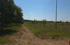 Teren proprietar Pădurea Bistra - 6