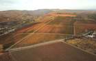 Podgorie de vita-de-vie nobila cu conac boieresc - 1