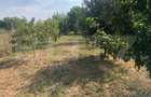 Teren intravilan, 2900 mp, zona Căprioarei - 2