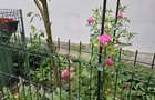 Vand casa 3 camere ARIUSD - 20