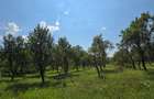Teren intravilan 8.000 mp, Arefu – Transfăgărășan | livadă, teren plat
