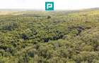 TEREN AGRICOL EXTRAVILAN  22.900 MP LIPOVA - 2