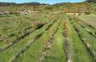RECO, Teren cu livada de ciresi, Zona Auseu, Bihor - 3