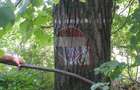 DE VÂNZARE – FOND FORESTIER PRIVAT | 100,9 ha | Județul Suceava - 6