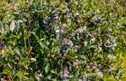 BUSINESS DE VANZARE Plantatie de afin din Romania - 22