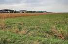 VANZARE TEREN COM. DOMNESTI- SAT. TEGHES - 7