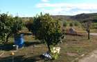 CASA 8 camere + teren intravilan, Silistea, St - 16.000 mp - 3