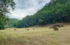 Un colt de natura intre padure si parau - 7
