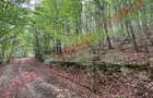 De vânzare pădure mixtă în Dalnic! - 2