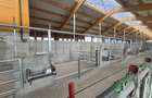 Ferma noua, moderna si complet utilata, de bovine de inchiriat, 1900 mp, Lazuri - 8