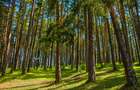 Incantator parc privat, 1.500mp: casa/ pensiune/ refugiu montan, Sacele, Brasov - 4