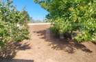 Casa 4 camere, 200 mp, 1050 mp teren, zona Ciurbesti - 6
