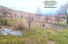 Vila cocheta,beci si livada,cadru natural intim si atractiv,zona Ciritei - 2