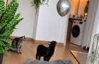 Apartament 2 camere Parcul Circului | Parcare subterană + boxă incluse - 5