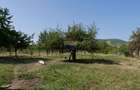 Mai mult decât o casă: 2.481 mp de liniște și libertate în Benic - 15