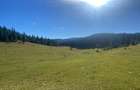 Teren extravilan la Poiana Horea - Belis - 16.000 mp - 1
