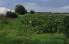 Teren 10.000 mp (1 ha) – Siliștea Snagovului – acces drum comunal – investiție - 3