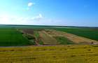 Teren intravilan PUZ zona Frumusani - aproape de Bucuresti si A0. Natura.Liniste - 7