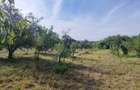 Teren 2000 mp de vânzare – Comana, deschidere la lac, aproape de Parcu - 4