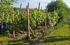 Teren intravilan zona Viile Satu Mare  - 5