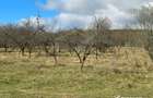 Teren Dambu Rotund 4750 mp, intravilan, UTR TDA_L, posibilitate investitie - 3