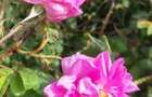 TEREN CU PLANTAȚIE DE TRANDAFIRI ,,ROSA DAMASCENA,\ \CARANSEBEȘ\JUD.CS - 12