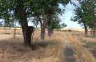 Ferma 10 ha Pantelimon - 3