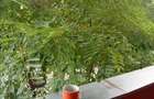Apartament LUX , Mures-Miloia - 6