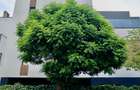 Vila noua moderna, 5 camere, Iancu Nicolae, Jolie Ville Cambridge School - 2