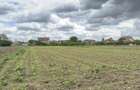 Casă 4 camere, Teren 3.862 mp Str. Traian Nr.99 - Carei - Comision 0% cumpărător - 11