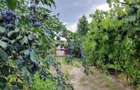 Casa cu vie, livadă și timp pentru tine - 28
