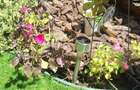 AP. 2 CAMERE- OZANA, PET-FRIENDLY, CURTE PROPRIE, CENTRALA, PARCARE - 6