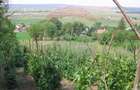 Teren 6,890mp Crasna / Strada Crasna - 7