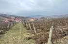 Teren intravilan 2.617mp, Chicerea, comuna Tomești - 3