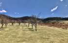 Vanzare teren intravilan- livezi - 9