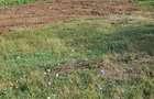 Teren intravilan 500 mp deschidere 23 m Puz Apobat P+2 - 9
